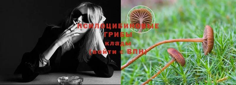 купить закладку  Сертолово  Псилоцибиновые грибы Magic Shrooms 